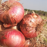 कृषीवाल (krushival)
